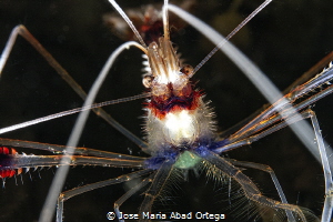 Boxer Shrimp, Stenopus hispidus
Close Up by Jose Maria Abad Ortega 